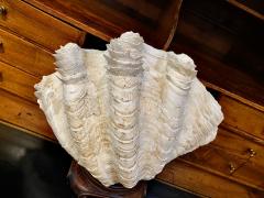 Gigas Clam Shell - 2597710