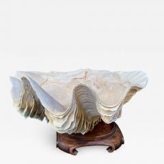 Gigas Clam Shell - 2602784