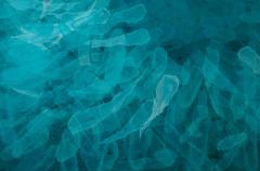 Giorgi Kavelashvili No Chaos No Piece - 4546305