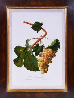 Giorgio Gallesio Set of Six Grapes - 1202495