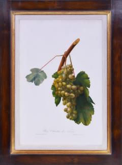 Giorgio Gallesio Set of Six Grapes - 1202496