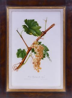 Giorgio Gallesio Set of Six Grapes - 1202497
