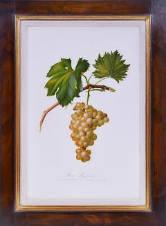 Giorgio Gallesio Set of Six Grapes - 1202498