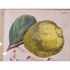 Giovanni Battista Piranesi Antique Hand Colored Battista Engraving Botanical Limon Ligvriae Ceriescvs - 3548836