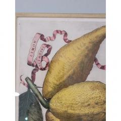 Giovanni Battista Piranesi Antique Hand Colored Battista Engraving Botanical Limon Racemosvs Plate 243 - 3548824