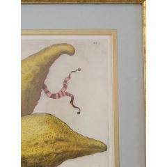 Giovanni Battista Piranesi Antique Hand Colored Battista Engraving Botanical Limon Racemosvs Plate 243 - 3548826