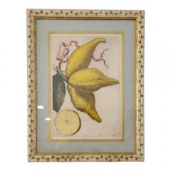 Giovanni Battista Piranesi Antique Hand Colored Battista Engraving Botanical Limon Racemosvs Plate 243 - 3548828