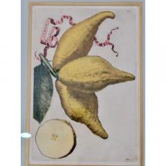 Giovanni Battista Piranesi Antique Hand Colored Battista Engraving Botanical Limon Racemosvs Plate 243 - 3548841
