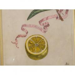 Giovanni Battista Piranesi Antique Hand Colored Battista Engraving Botanical Plate 193 Bb Limon Vvulgaris - 3548821