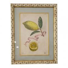 Giovanni Battista Piranesi Antique Hand Colored Battista Engraving Botanical Plate 193 Bb Limon Vvulgaris - 3548822