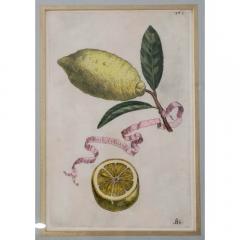 Giovanni Battista Piranesi Antique Hand Colored Battista Engraving Botanical Plate 193 Bb Limon Vvulgaris - 3548823