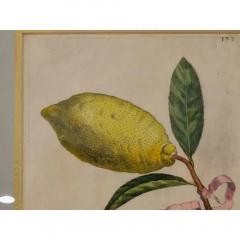 Giovanni Battista Piranesi Antique Hand Colored Battista Engraving Botanical Plate 193 Bb Limon Vvulgaris - 3548827