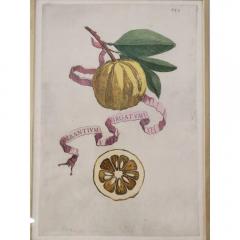 Giovanni Battista Piranesi Antique Hand Colored Battista Engraving Botanical Plate 399 Avrantivm Virgatvm - 3548817