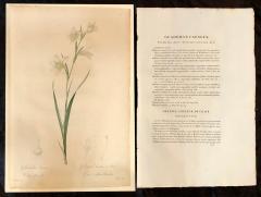 Gladiolus Carnelus Hand Painted Colored Engraving Signed P J Redoute - 2973727