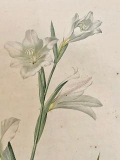 Gladiolus Carnelus Hand Painted Colored Engraving Signed P J Redoute - 2973732