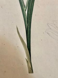 Gladiolus Carnelus Hand Painted Colored Engraving Signed P J Redoute - 2973734