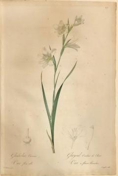 Gladiolus Carnelus Hand Painted Colored Engraving Signed P J Redoute - 2974070