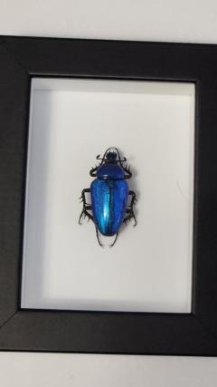 Goliath Beetle made of Murano Glass - 2837503