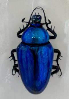 Goliath Beetle made of Murano Glass - 2837504