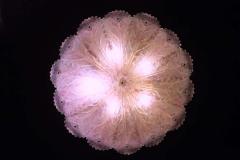 Graceful Pink Leaves Murano Glass Ceiling Light 1970 - 1811363