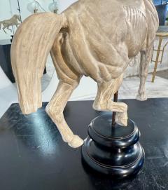 Hand Carved Anatomical Horse Model on Stand - 4314419