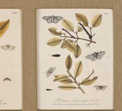 Hand Colored Engravings of Butterflies and Caterpillars early 18th century - 4179257