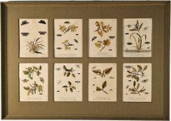 Hand Colored Engravings of Butterflies and Caterpillars early 18th century - 4185929