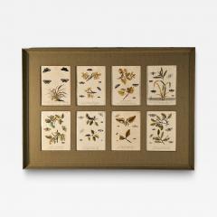 Hand Colored Engravings of Butterflies and Caterpillars early 18th century - 4185930