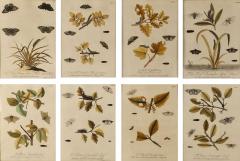 Hand Colored Engravings of Butterflies and Caterpillars early 18th century - 4185957