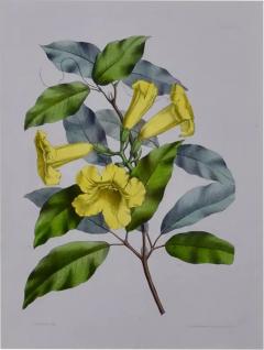 Hand colored 1834 Joseph Paxton Botanical Engraving of Yellow Trumpet Flowers - 2701176