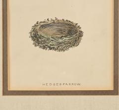 Hedgesparrow Nest Egg Print England circa 1880 - 3705366