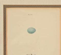 Hedgesparrow Nest Egg Print England circa 1880 - 3705367