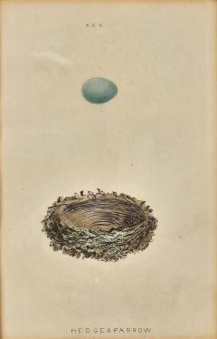 Hedgesparrow Nest Egg Print England circa 1880 - 3706487
