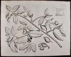 Hendrik Adriaan van Rheede tot Drakenstein Fever Nut Plant Ban Caretti A 17th Century Engraving by Hendrik van Rheede - 2817301