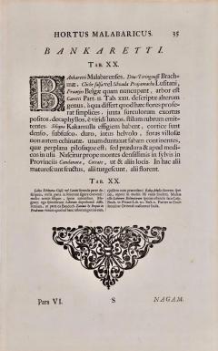 Hendrik Adriaan van Rheede tot Drakenstein Fever Nut Plant Ban Caretti A 17th Century Engraving by Hendrik van Rheede - 2817341