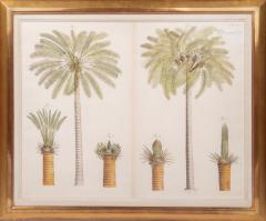 Hendrik Adriaan van Rheede tot Drakenstein Group of Six Palm Trees Todda pana  - 3744523