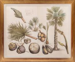 Hendrik Adriaan van Rheede tot Drakenstein Group of Six Palm Trees Todda pana  - 3744524