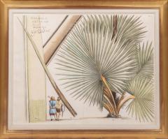 Hendrik Adriaan van Rheede tot Drakenstein Group of Six Palm Trees Todda pana  - 3744525