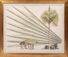 Hendrik Adriaan van Rheede tot Drakenstein Group of Six Palm Trees Todda pana  - 3744526