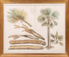 Hendrik Adriaan van Rheede tot Drakenstein Group of Six Palm Trees Todda pana  - 3744527