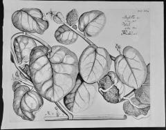 Hendrik Adriaan van Rheede tot Drakenstein Vine Spinach Basella A 17th Century Botanical Engraving by Hendrik van Rheede - 2817246