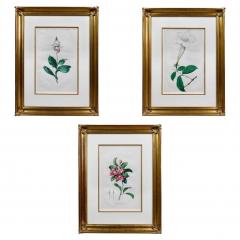 Hendrik Schwegman Set Of Three Framed Botanicals Of Flowers By Hendrik Schwegman - 4139380