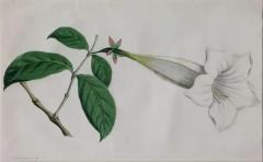 Hendrik Schwegman Set Of Three Framed Botanicals Of Flowers By Hendrik Schwegman - 4139391