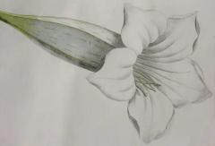 Hendrik Schwegman Set Of Three Framed Botanicals Of Flowers By Hendrik Schwegman - 4139392