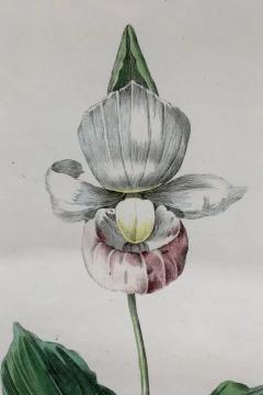 Hendrik Schwegman Set Of Three Framed Botanicals Of Flowers By Hendrik Schwegman - 4139395