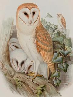 Henry Constantine Richter Barn Owl Family A Framed Original 19th C Hand colored Lithograph by Gould - 3207794