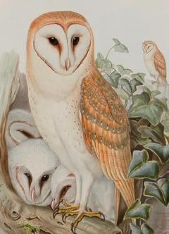 Henry Constantine Richter Barn Owl Family A Framed Original 19th C Hand colored Lithograph by Gould - 3207795