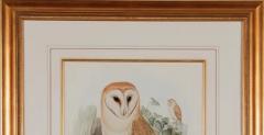 Henry Constantine Richter Barn Owl Family A Framed Original 19th C Hand colored Lithograph by Gould - 3207799