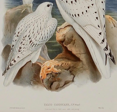 Henry Constantine Richter Greenland Falcon Falco Candicans A 19th C Hand colored Lithograph by Gould - 3041203