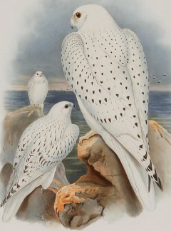 Henry Constantine Richter Greenland Falcon Falco Candicans A 19th C Hand colored Lithograph by Gould - 3041205
